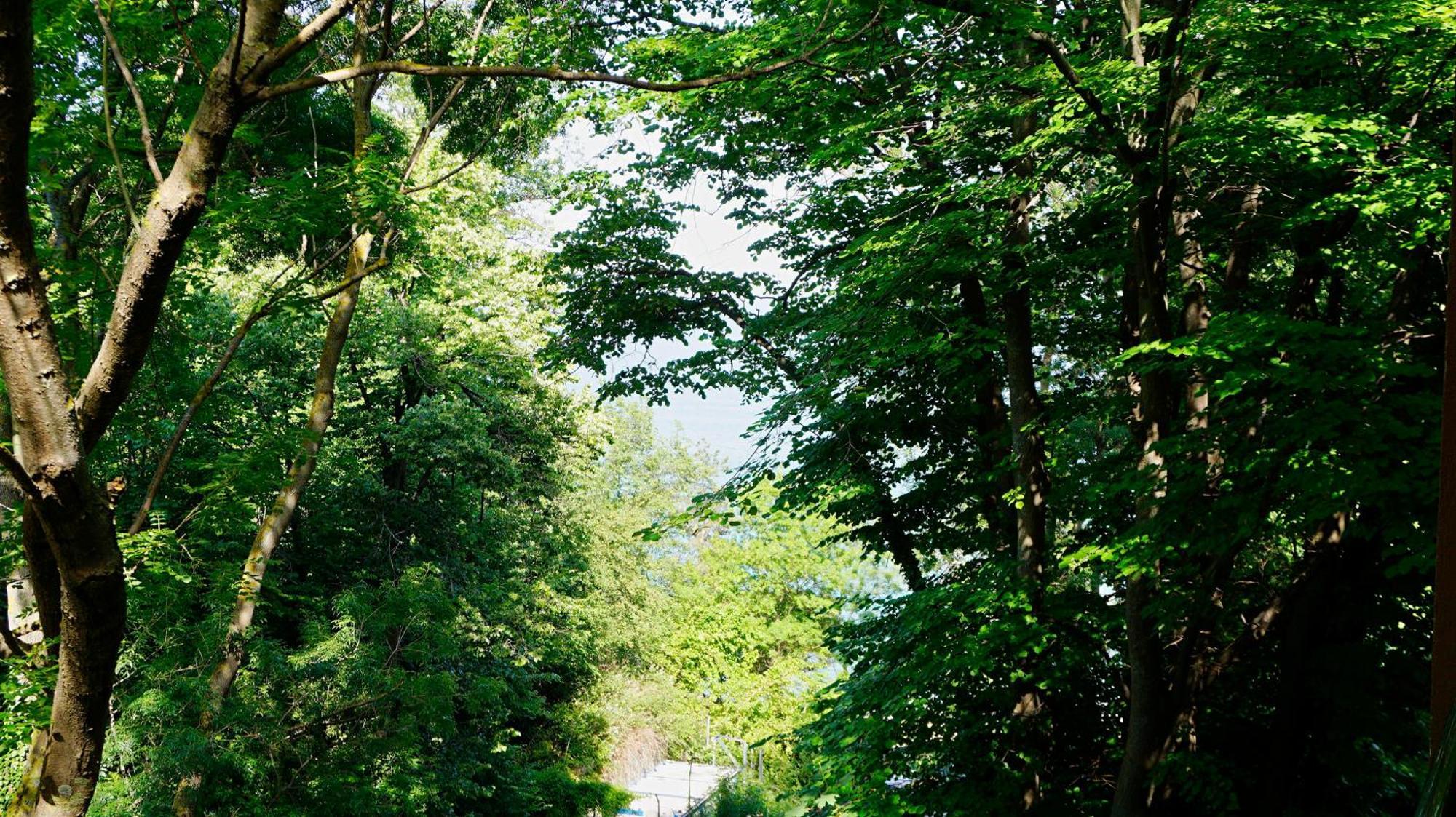 Бяла Клиф Форест - Byala Cliff Forest Exterior photo
